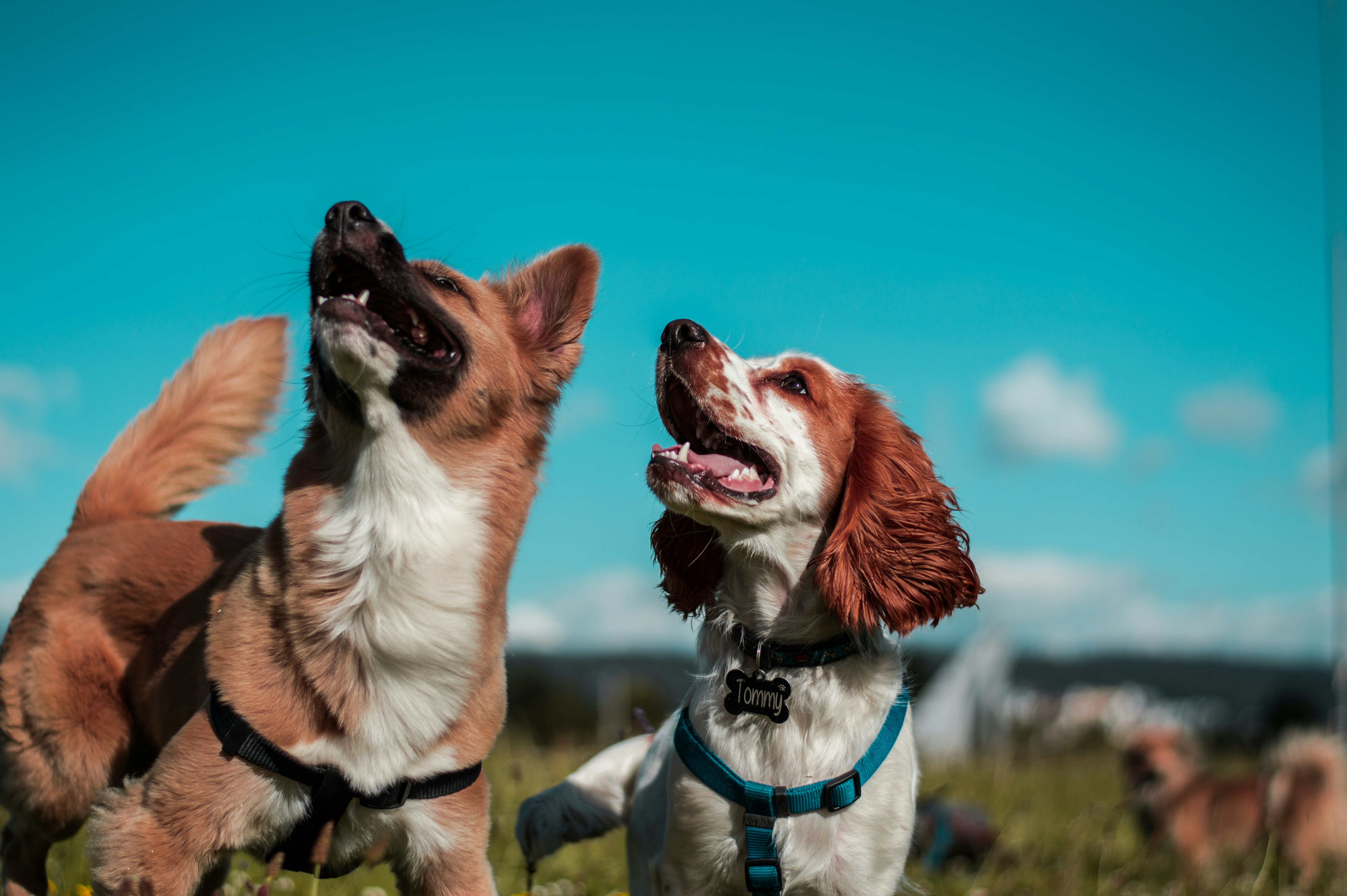 Our Dog Training Expert