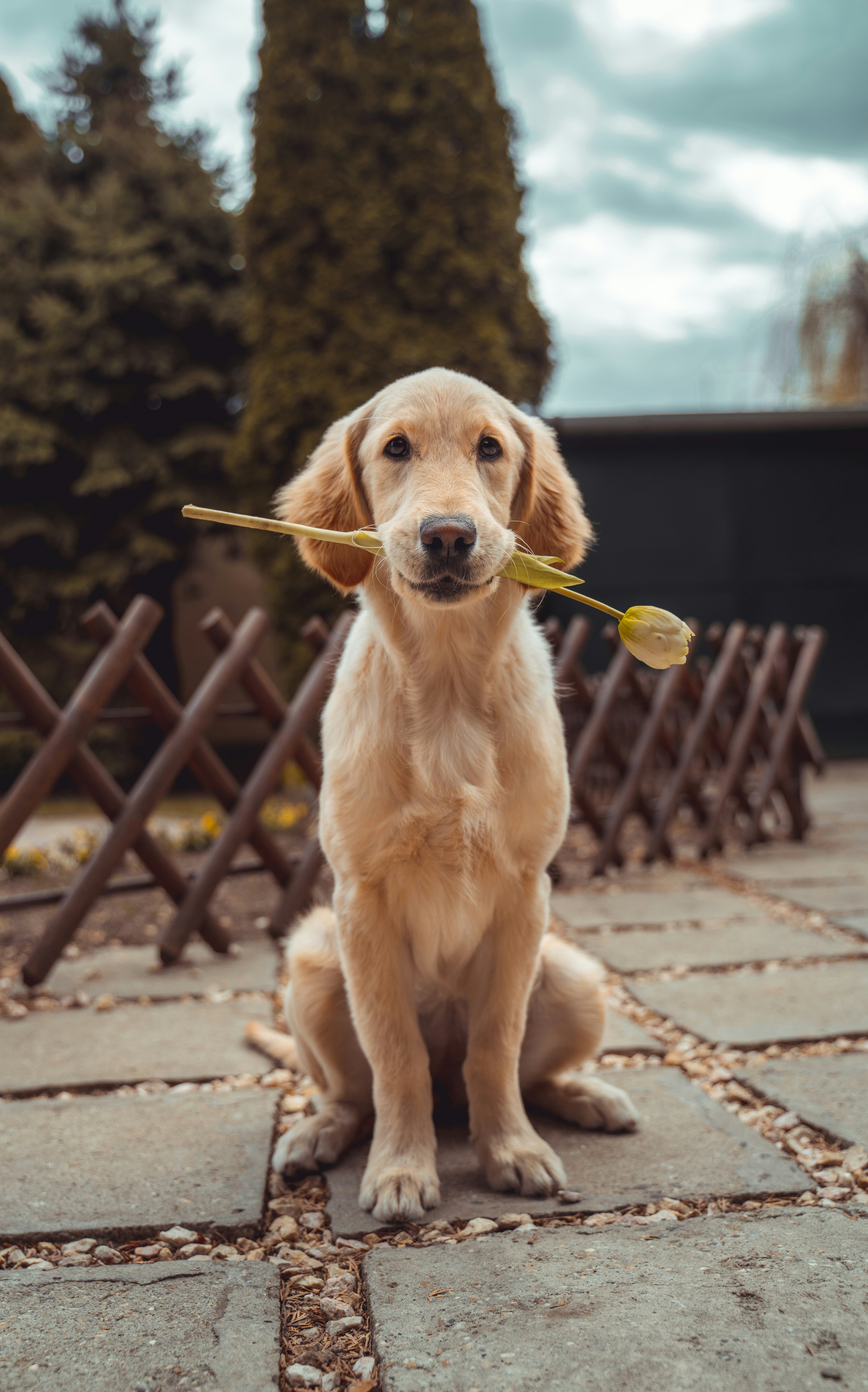 Guard Dogs